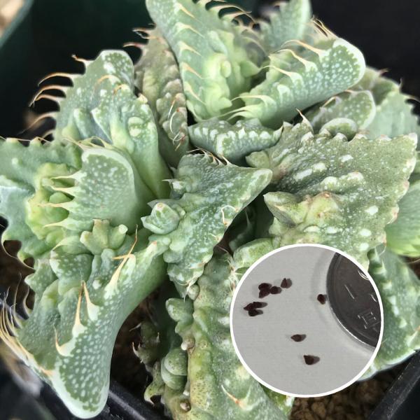 labicats_faucaria