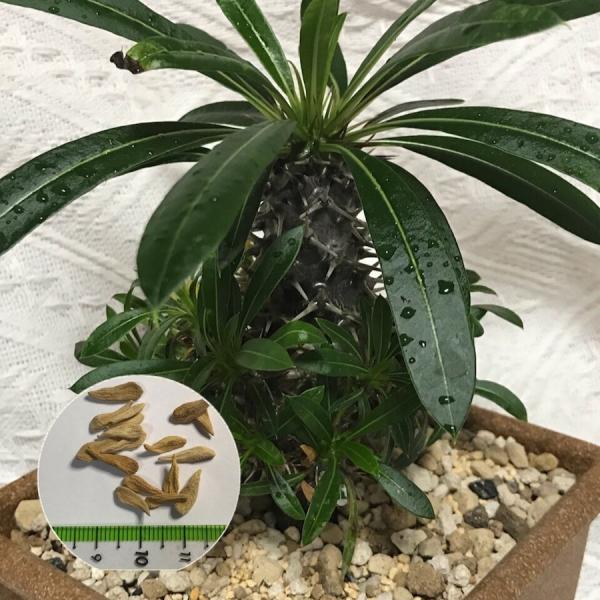 パキポディウム・フィヘレネンセ 塊根植物 パキポディウム フィヘレネンセ 種子 Pachypodium