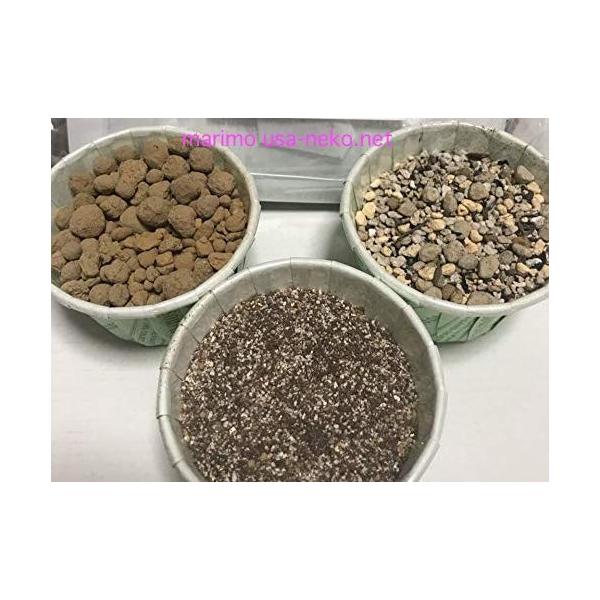 多肉植物 種まき用栽培セット 種子は別途お買い求めください Buyee Buyee Japanese Proxy Service Buy From Japan Bot Online
