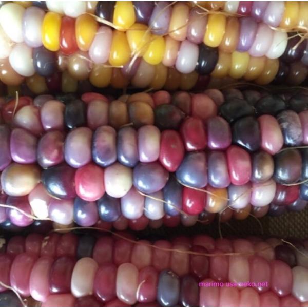 有機栽培 オーガニック グラスジェムコーン 25粒 虹色トウモロコシ レインボーコーン Buyee Servis Zakupok Tretim Licom Buyee Pokupajte Iz Yaponii