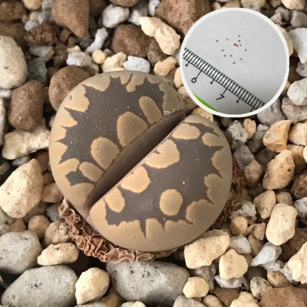 現品　コレクション　多肉植物　リトープス カラフル大津絵　13点セット　抜き苗 お買い得❣️多肉植物 リトープス カラフルセット 20玉 大玉 1.5