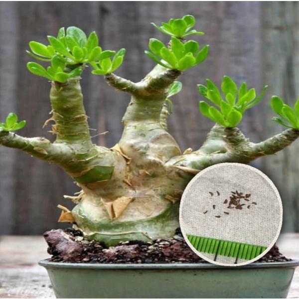 labicats_paniculatum