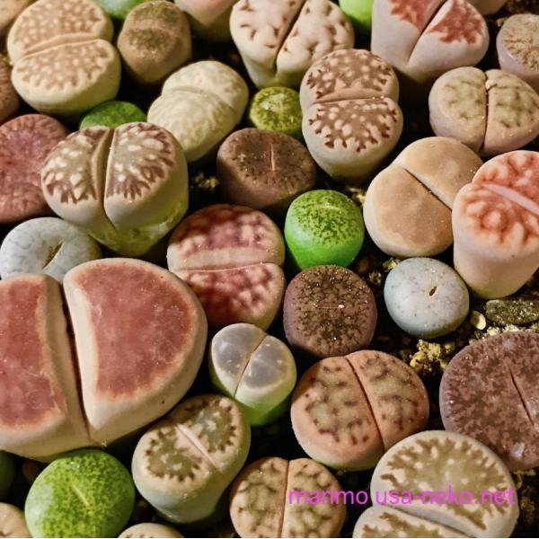 リトープスのミックス種子　10,000粒 リトープスのミックス種子 10,000粒