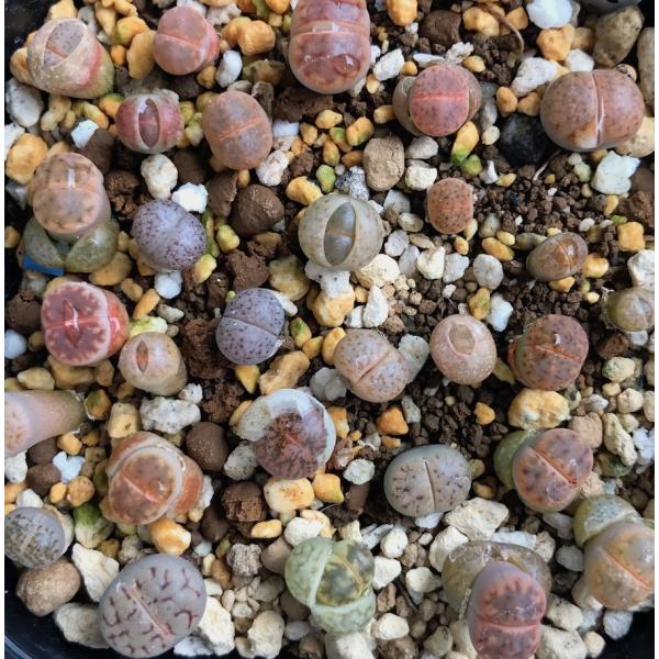 多肉植物リトープスmix栽培セット 種粒と育てるのに必要なものが揃ってます 生きる宝石を育ててみませんか Buyee Buyee Japanese Proxy Service Buy From Japan Bot Online