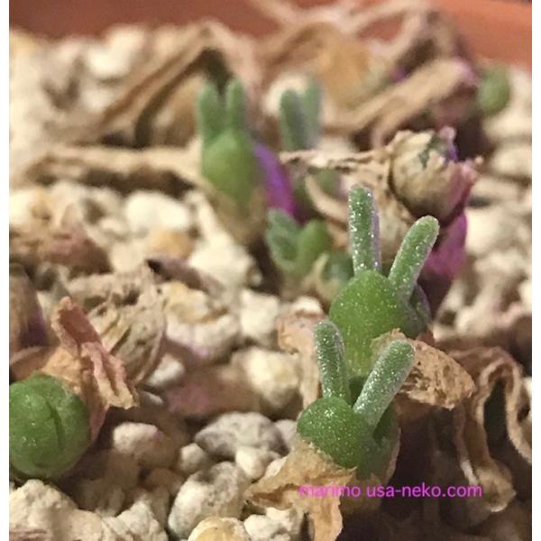 多肉植物 うさぎの耳 モニラリア 種粒 大人気 成長の様子がわかるカラー画像入りの育て方の説明書付き Buyee Buyee Japanese Proxy Service Buy From Japan Bot Online