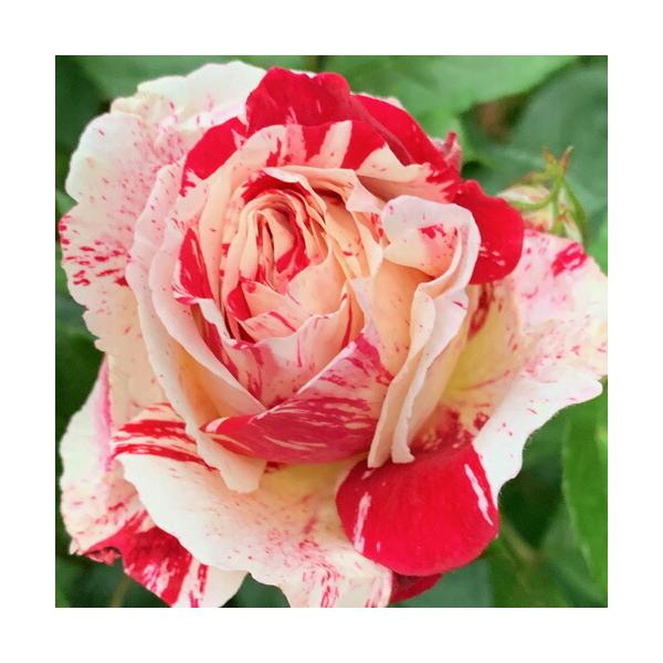 バラ 鉢 生花の人気商品 通販 価格比較 価格 Com