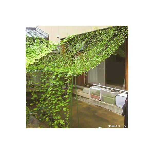 フェンス ラティス 緑のカーテンの人気商品 通販 価格比較 価格 Com