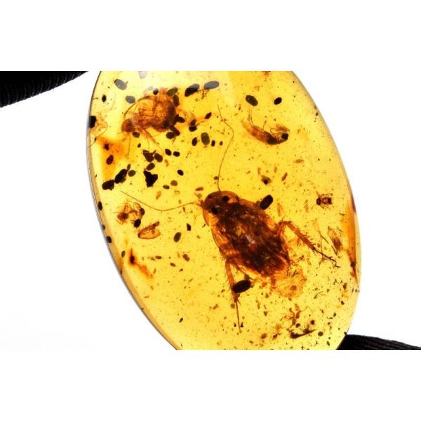 琥珀 虫入り 天然 アンバー  罕石卵  天然石  ムカデ 百足  甲虫 琥珀 虫入り 天然 アンバー 罕石卵 天然石 ムカデ 百足 甲虫