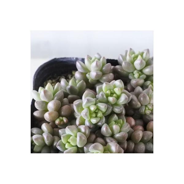 Top【選抜株】多肉植物　60029 ホワイトフェニックス綴化24個鉢無し/脱土 Top【選抜株】多肉植物 60029 ホワイトフェニックス綴化24個鉢無し/脱