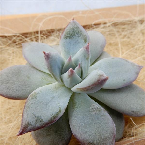安い韓国苗多肉植物の通販商品を比較 ショッピング情報のオークファン