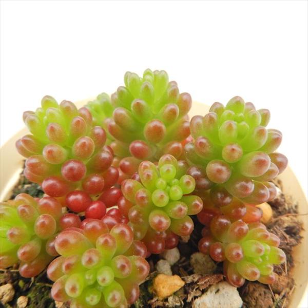 多肉植物 セダム レッドベリー 6cmポット 観葉植物 インテリア