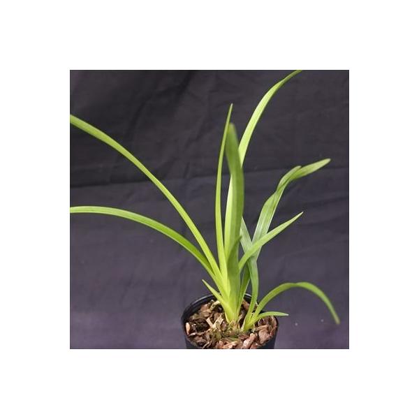 ■置き場所冬季には、冷たい北風が当たらない霜の降りない場所の屋外で管理してください。 日光を好むので日当たりの良い場所に置きます。 真夏は葉焼けを起こすのであまり直射日光に当てない方が良いです。 冬季には、最低温度が10℃以下になるようにす...