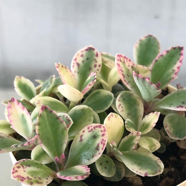 latestplants2019_10000673