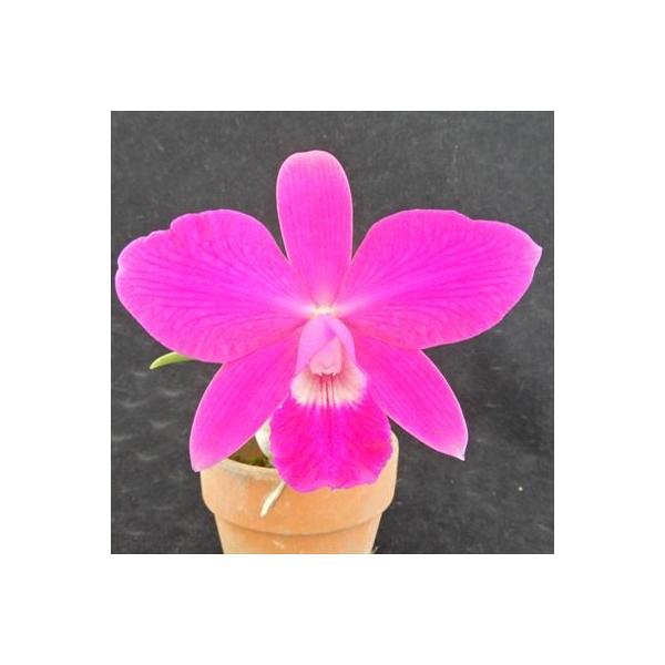 ■置き場所風通しがよく、窓際のレースカーテン越しのような日が当たるところで管理してください 夏の日差しが強い時期は、葉焼けをおこす場合があるので注意しましょう。 寒さには比較的強く、冬でも最低7℃以上あれば育てられます。  ■水やり常に湿っ...