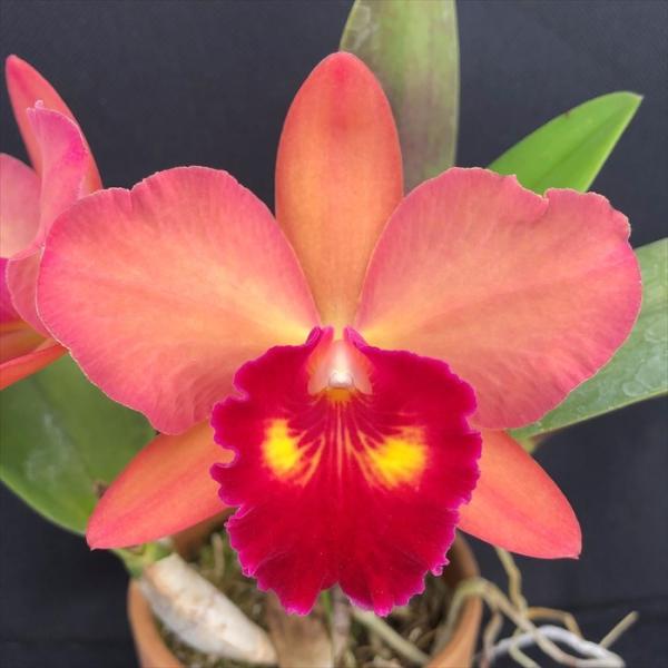 ■置き場所風通しがよく、窓際のレースカーテン越しのような日が当たるところで管理してください 夏の日差しが強い時期は、葉焼けをおこす場合があるので注意しましょう。 寒さには比較的強く、冬でも最低7℃以上あれば育てられます。  ■水やり常に湿っ...