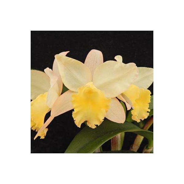 ■置き場所風通しがよく、窓際のレースカーテン越しのような日が当たるところで管理してください。 夏の日差しが強い時期は、葉焼けをおこす場合があるので注意しましょう。 寒さには比較的強く、冬でも最低7℃以上あれば育てられます。  ■水やり常に湿...