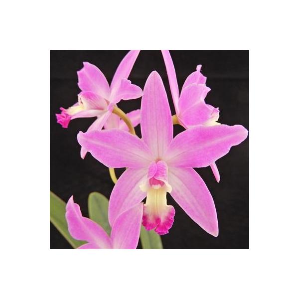 ■置き場所風通しがよく、窓際のレースカーテン越しのような日が当たるところで管理してください。 夏の日差しが強い時期は、葉焼けをおこす場合があるので注意しましょう。 寒さには比較的強く、冬でも最低7℃以上あれば育てられます。  ■水やり常に湿...