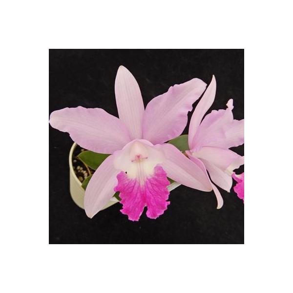 ■置き場所風通しがよく、窓際のレースカーテン越しのような日が当たるところで管理してください。 夏の日差しが強い時期は、葉焼けをおこす場合があるので注意しましょう。 寒さには比較的強く、冬でも最低7℃以上あれば育てられます。  ■水やり常に湿...