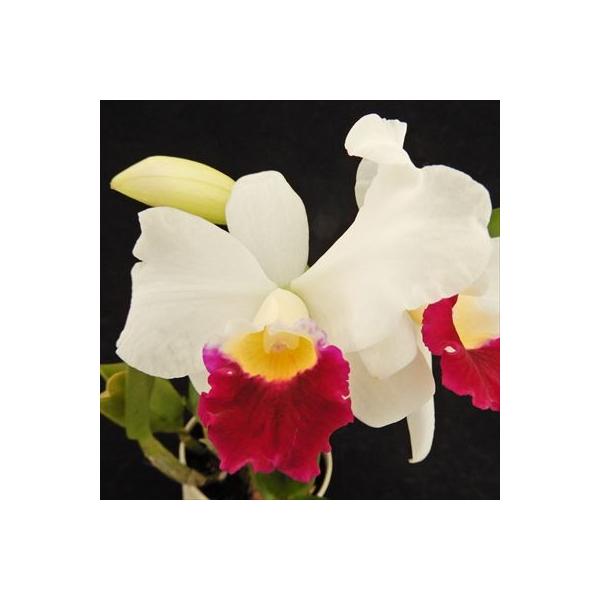 ■置き場所風通しがよく、窓際のレースカーテン越しのような日が当たるところで管理してください。 夏の日差しが強い時期は、葉焼けをおこす場合があるので注意しましょう。 寒さには比較的強く、冬でも最低7℃以上あれば育てられます。  ■水やり常に湿...