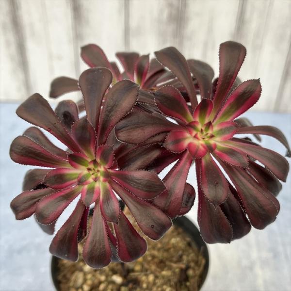 多肉植物 アエオニウム 真っ黒 黒法師錦 10.5cmポット 観葉植物