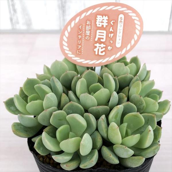 多肉植物 エケベリア 群月花 7 5cmポット 観葉植物 インテリア Tut Buyee Buyee Japanese Proxy Service Buy From Japan Bot Online