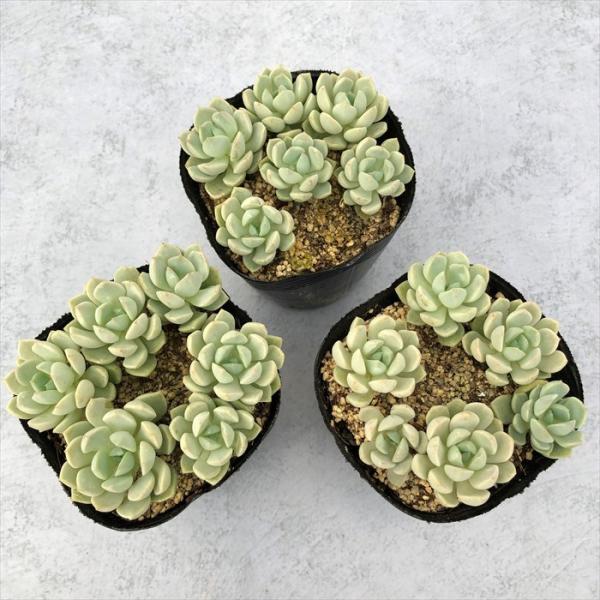 多肉植物 エケベリア 群月花 7 5cmポット 観葉植物 インテリア Tut Buyee Buyee Japanese Proxy Service Buy From Japan Bot Online