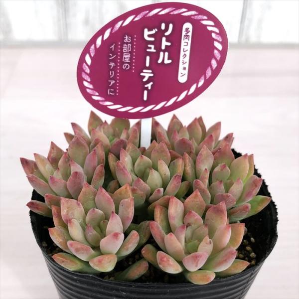 latestplants2019_l200525010