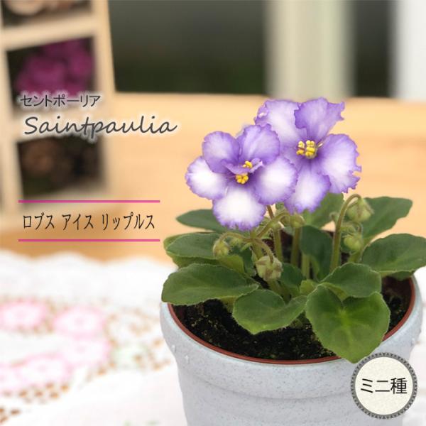 ■特徴お部屋で育てやすいお花「セントポーリア」カーテン越しの光で育てるのが一般的ですが、蛍光灯の光でも育てられるので室内のインテリアグリーンに最適です。セントポーリアのプロから直接仕入れをしてお届けいたします!!■管理方法◆直射日光の当たら...