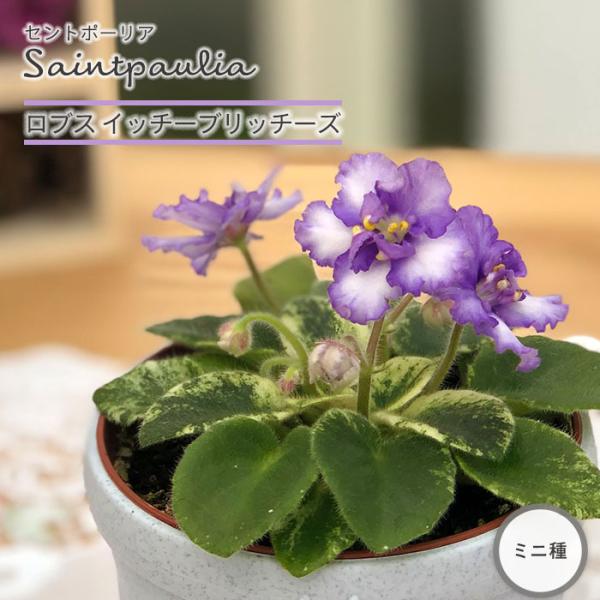 ■特徴お部屋で育てやすいお花「セントポーリア」カーテン越しの光で育てるのが一般的ですが、蛍光灯の光でも育てられるので室内のインテリアグリーンに最適です。セントポーリアのプロから直接仕入れをしてお届けいたします!!■管理方法◆直射日光の当たら...