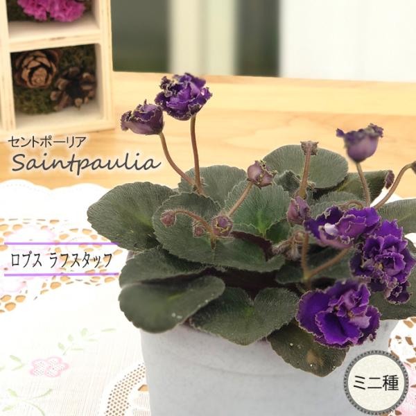 ■特徴お部屋で育てやすいお花「セントポーリア」カーテン越しの光で育てるのが一般的ですが、蛍光灯の光でも育てられるので室内のインテリアグリーンに最適です。セントポーリアのプロから直接仕入れをしてお届けいたします!!■管理方法◆直射日光の当たら...
