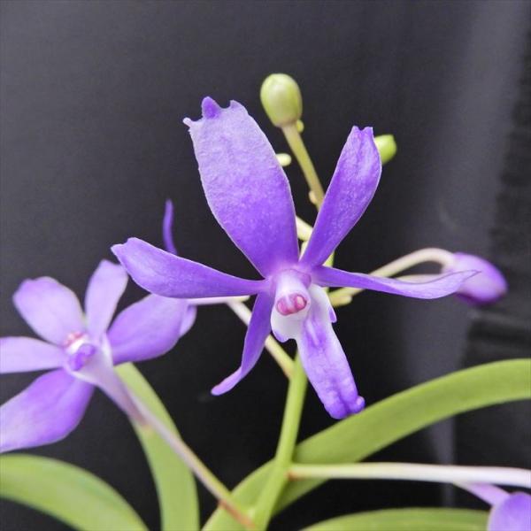 ■特徴Dar.Charm ’Blue Star’風蘭系の人工交配種。風蘭×（バンダ×アスコセントラム×リンコスティリス）花色は濃いブルー■置き場所生育の止まる秋までは屋外の日当たり、風通しの良い場所で管理してください。夏場は半日陰で風通しの...