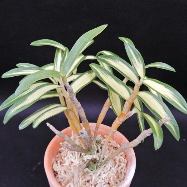 latestplants2019_l200729018