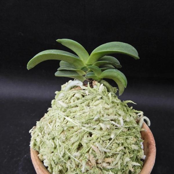 富貴蘭 青海 2.5号鉢 フウキラン 風蘭 古典植物 山野草 kih : レイ
