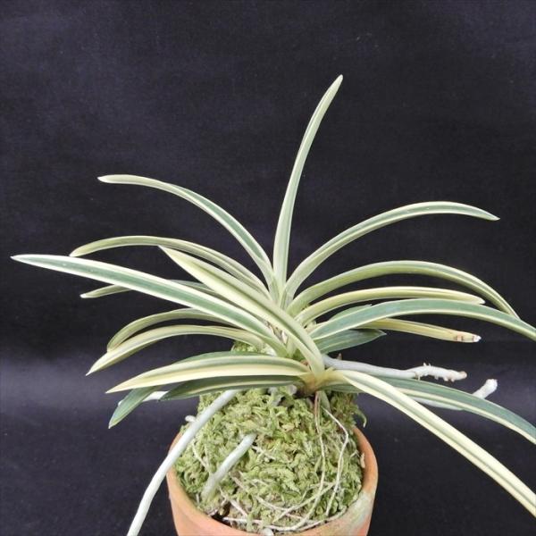 富貴蘭皇の冠 楽天市場】富貴蘭 錦紺冠 : フェニックスガーデン