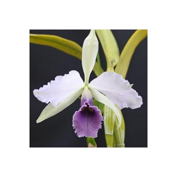 洋蘭 洋ランカトレアシージーロブリングビーチビュー大株 洋ラン【開花見込株】カトレア シージーロブリング ブルー