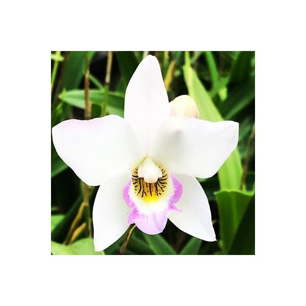 ■置き場所明るい風通しの良いところで管理してください。■水やり冬は与えすぎに注意してください。■肥料成長期にごく薄い液肥を施してください。■サイズ・その他12cmポット※個体差がございます。【【【ご注文前に必ずご確認ください】】】　　↓↓↓...