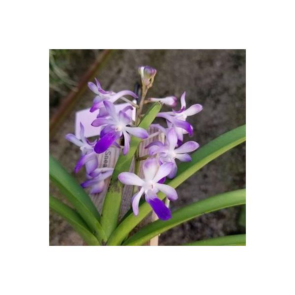 洋ラン【開花見込株】バンダ ルースネアリー 長さ約20cm杉板吊り V