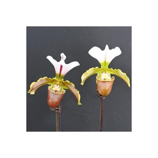 ■置き場所強い日差しを好まないので年間を通して日よけをしながら風通しを良くして管理してください。最低温度5℃■水やり植え込み材料が乾いてきたらたっぷり与えてください。■肥料薄めの液体肥料を施します。■サイズ・その他7.5cmポット※個体差が...