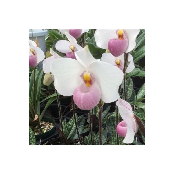 ■置き場所強い日差しを好まないので年間を通して日よけをしながら風通しを良くして管理してください。最低温度5℃■水やり植え込み材料が乾いてきたらたっぷり与えてください。■肥料薄めの液体肥料を施します。■サイズ・その他7.5cmポット※個体差が...