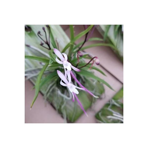 ■置き場所直射日光の当たらない風通しの良い場所で管理してください。10月頃には室内に入れてガラス越しに日光が当たる場所に置いてください。最低気温は15℃以上。■水やり生育期には株全体に与えてください。冬場が低温になる場合は霧吹きをしてくださ...