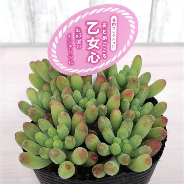 多肉植物 セダム 乙女心 7 5cmポット 観葉植物 インテリア Tut L レイテストプランツ 通販 Yahoo ショッピング
