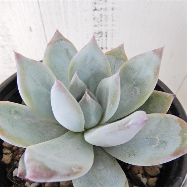 latestplants2019_l200910015