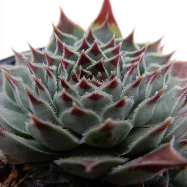 多肉植物 センペルビウム ミセスジョセフィー 6cmポット 観葉植物