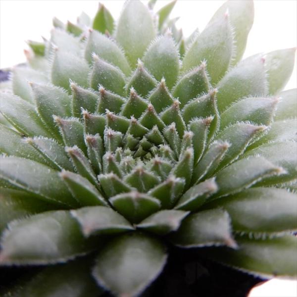 多肉植物 センペルビウム ラモッティ 6cmポット 観葉植物 インテリア
