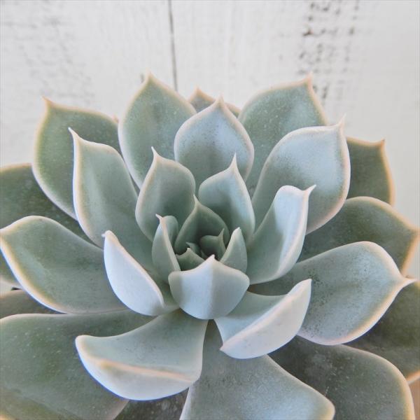latestplants2019_l201002004