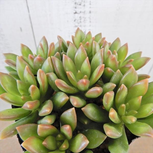 多肉植物 セダム サンライズマム 7.5cmポット 観葉植物 インテリア tut