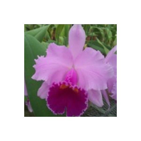 ■置き場所真夏の暑さは苦手なため風通しの良い涼しい場所で管理し、冬はあたたかいところで。■水やり生育期には十分に与え、冬はやや控えめにする。■肥料成長期に薄い液肥を施してください。■サイズ・その他5〜6号鉢※個体差がございますのでご了承くだ...