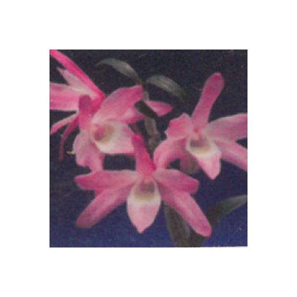 セッコク　薩摩紅 花物セッコク【開花見込株】紅達磨 2.5号鉢 石斛 古典植物 山野草 kih