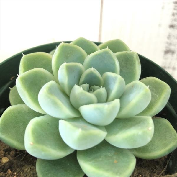 latestplants2019_l201117001