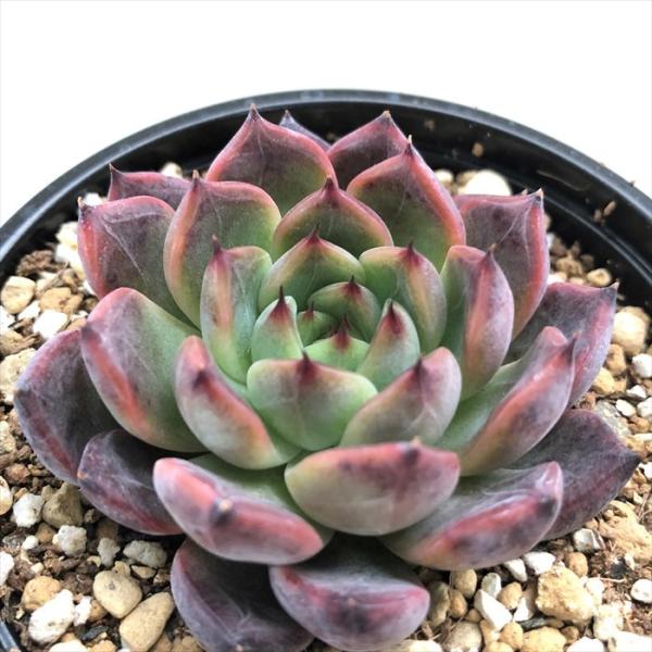 latestplants2019_l201214018